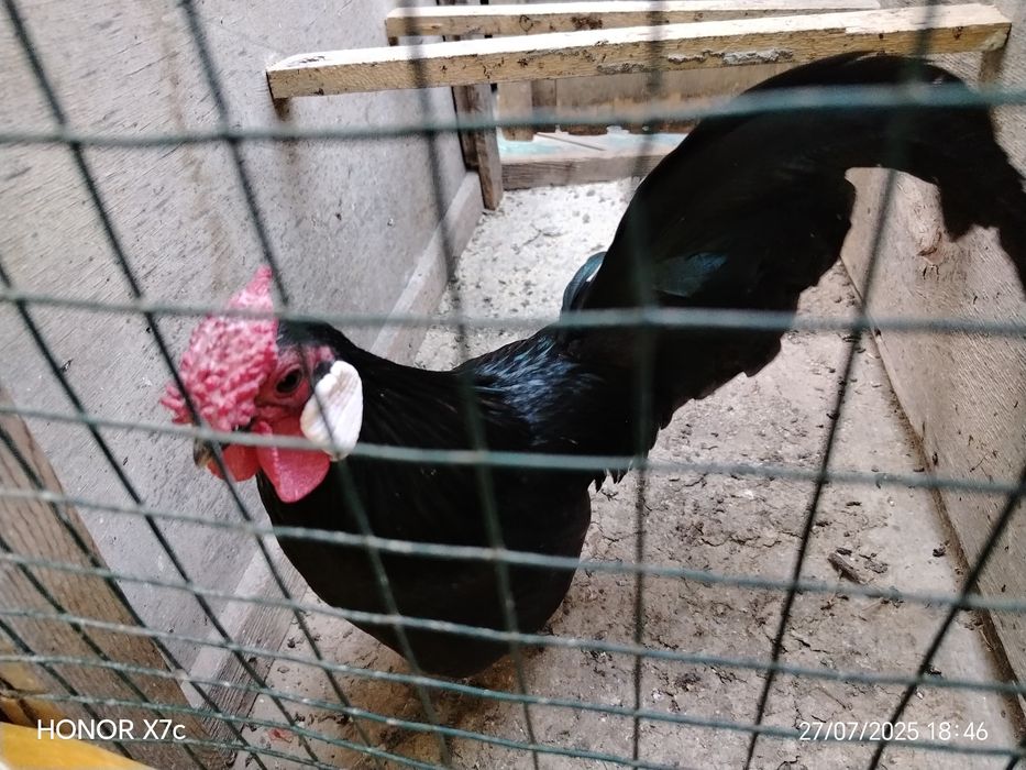 Oq zirak bir juft Xo'roz va tovuqg'i bilan sotiladi