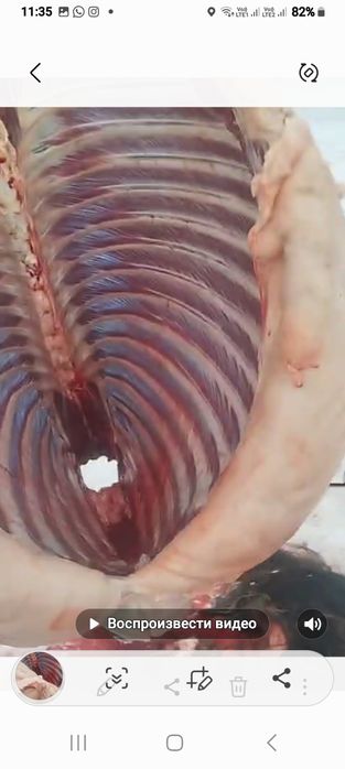 Семіз жас жылқының еті сатылады конина