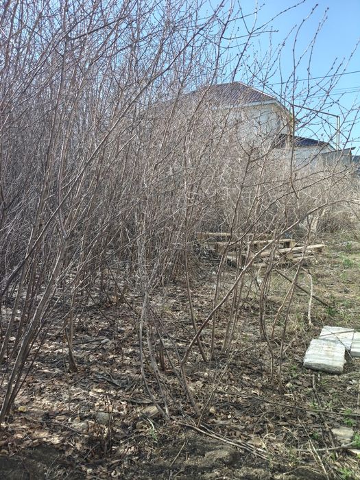 Саженцы бесплатно