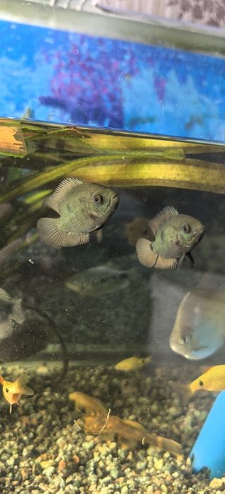 Цихлазомы ( Бражник 3). Никарагуа 3