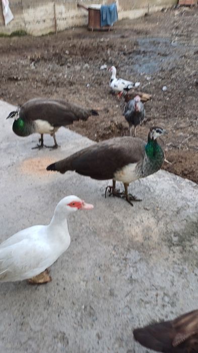 Павлин индийский