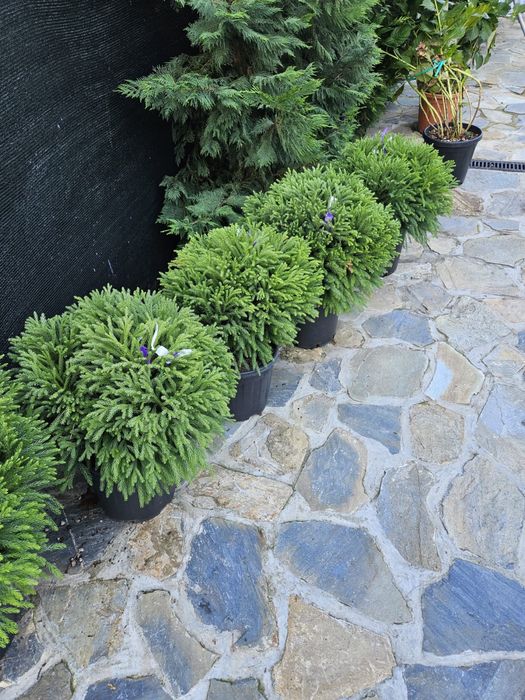 Vindem buxus, cryptomeria, euonymus glob