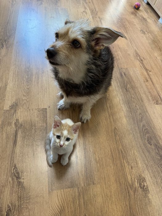 Малко мъжко коте