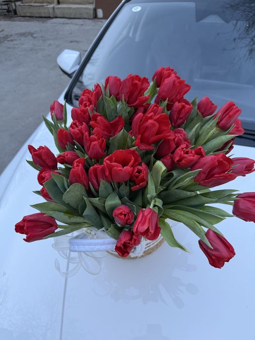 Тюльпан 43 штука