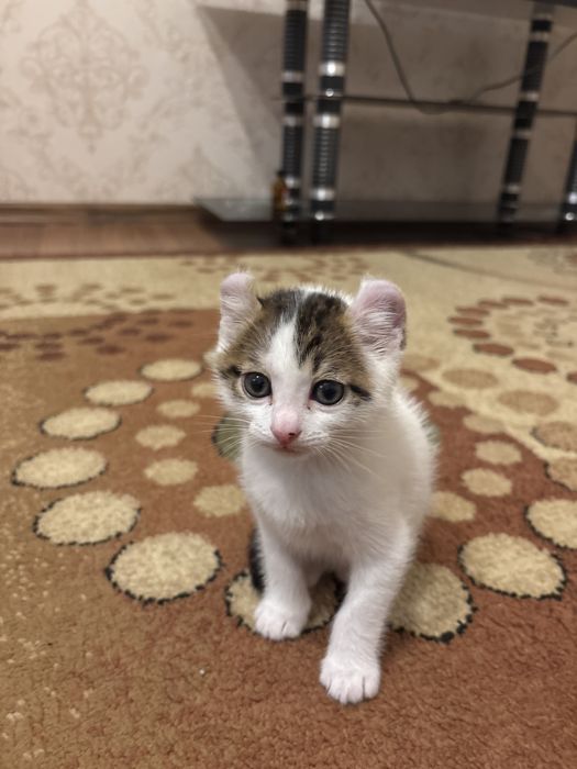 Американский керл