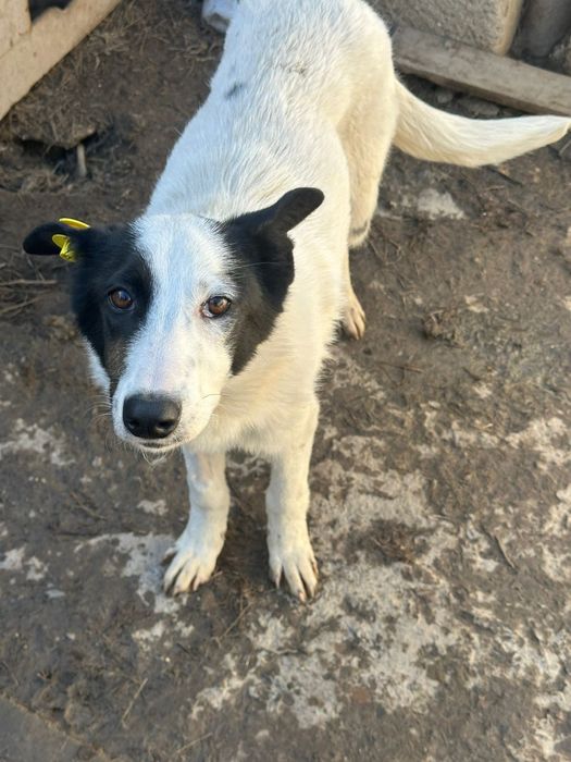 В добрые руки собакп