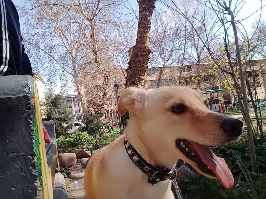 Даром собачка в ответственные руки