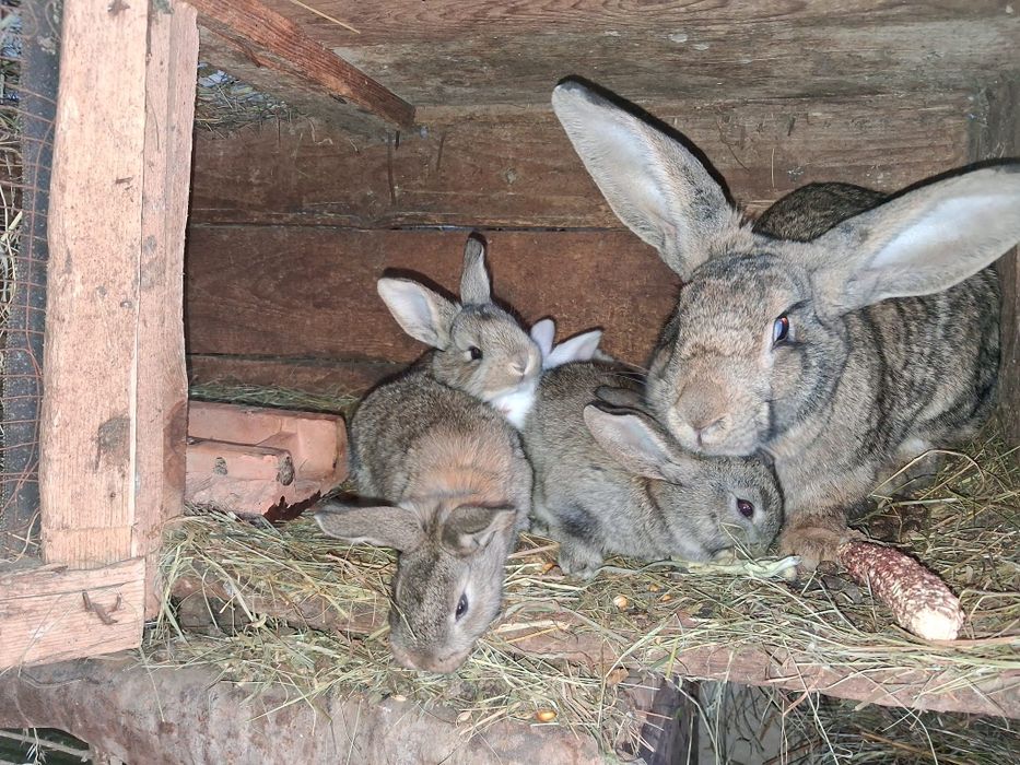 Iepurași de vânzare.Detalii la telefon