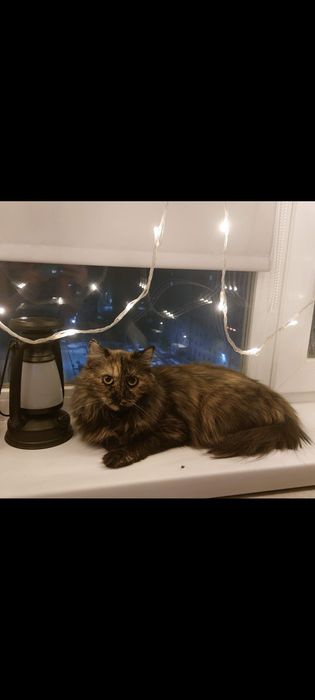 Отдам кошку в добрые руки