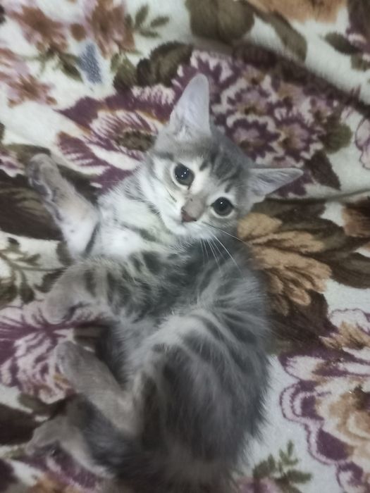 Отдам котёнка в добрые руки