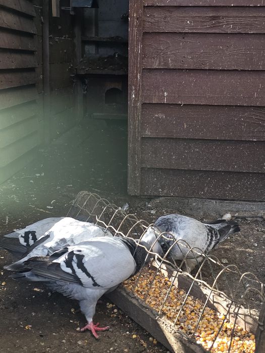 Porumbei standard de vanzare