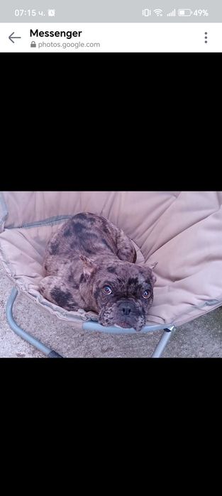 Френски булдог-Мерле