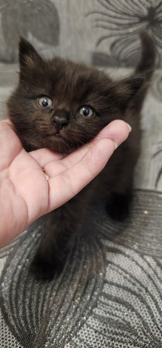 Котята ищут дом и друзей