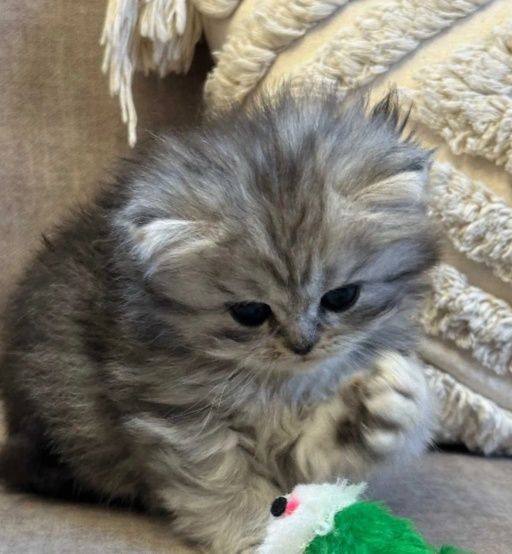 Шотландская кошечка