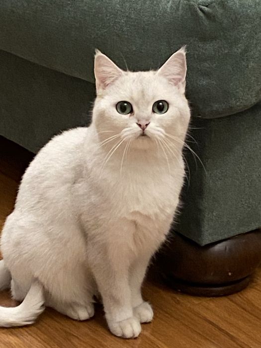 Продам Британскую шиншиллу