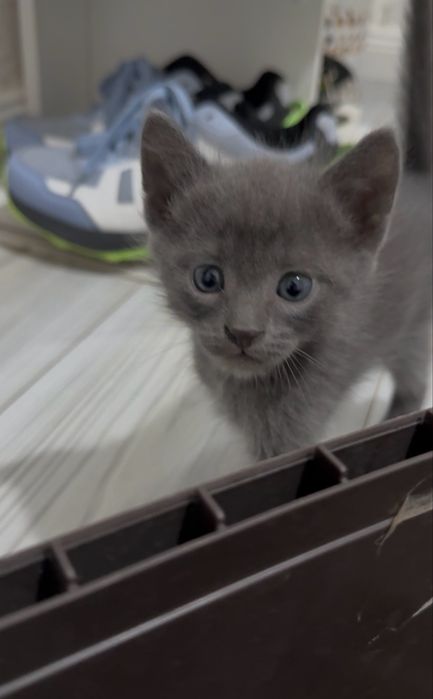 Котятки в добрые ручки
