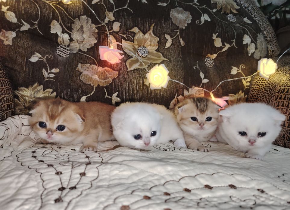 Шотландские котята золотая и серебристая шиншилла
