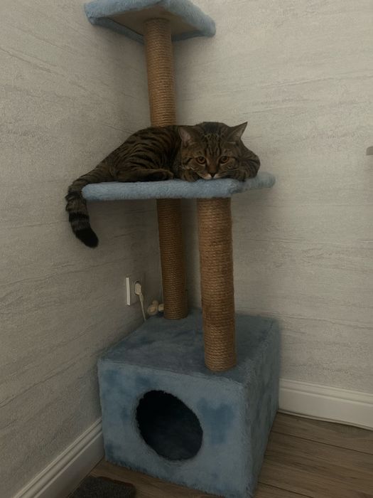 Отдам даром мальчика