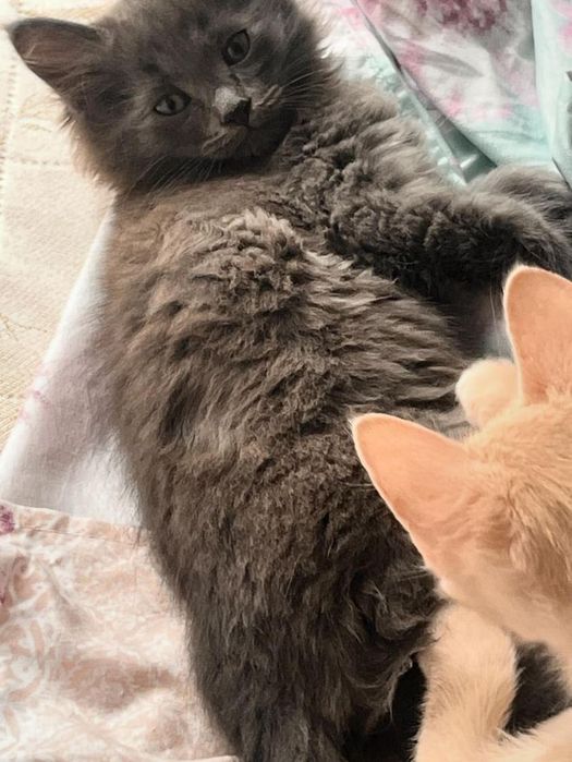 Отдам котят в хорошие руки