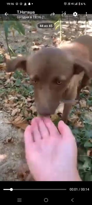 Отдам в хорошие руки щенка девочку