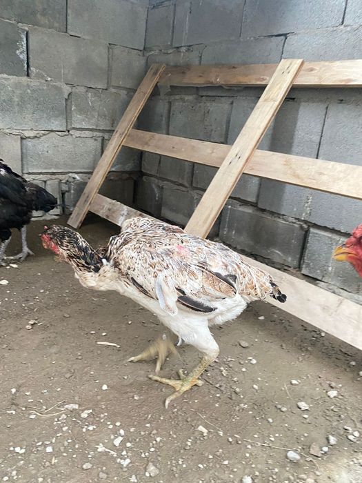 Продам дакан  куриц