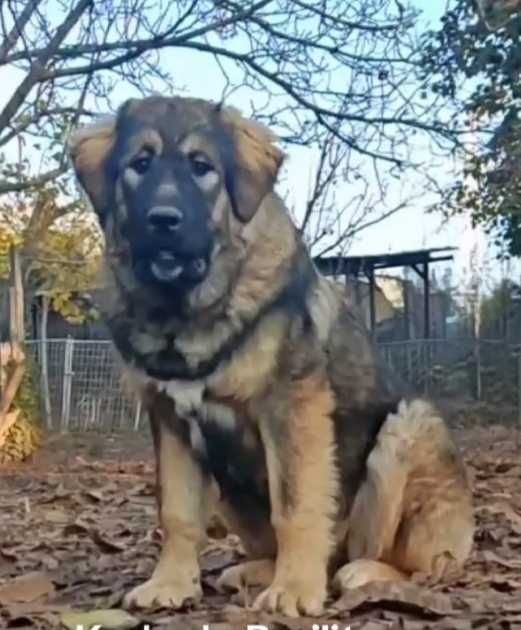 Femela Ciobanesc Caucazian -junior