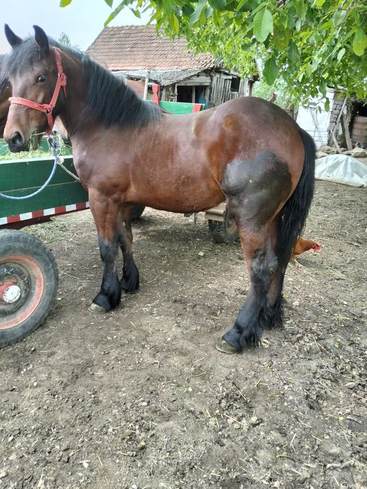 Mânzã de 11 luni