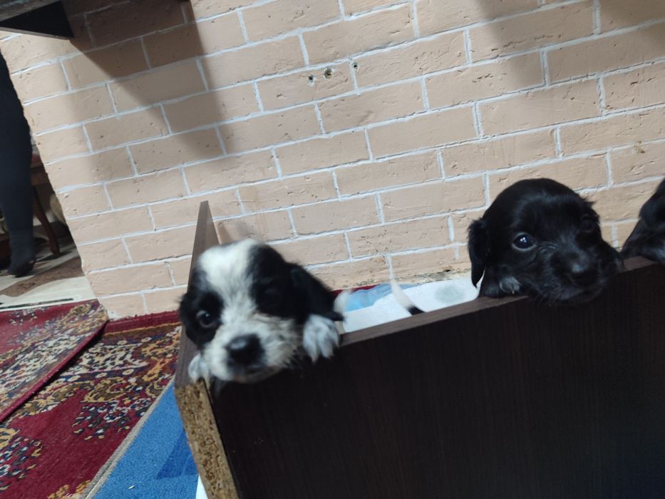 Продам щенят спаниеля