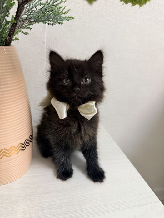 Отдадим котят в добрые руки