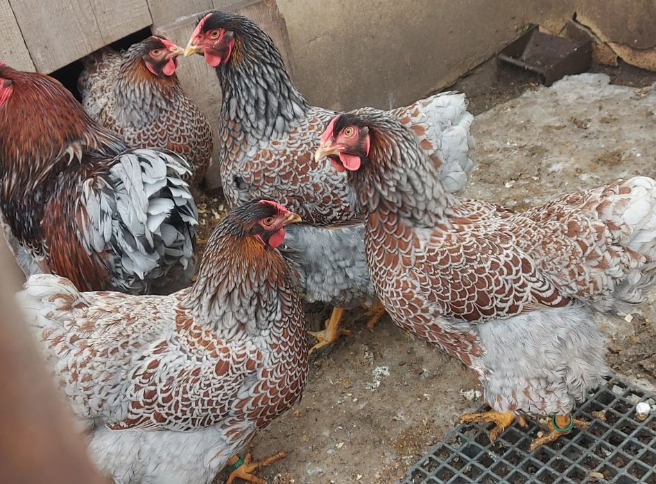 Ouă pt incubat (wyandotte auriu albastru)