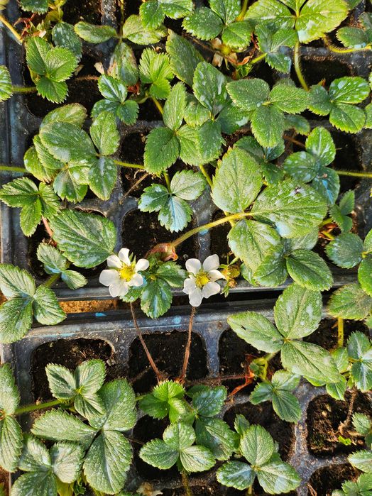 Многогодишни ягоди Селва