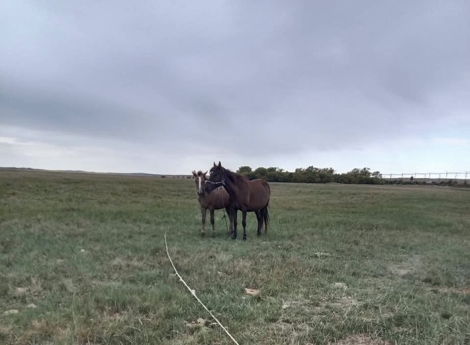 Продам кобылу с жеребенком