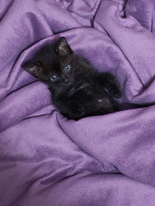 Отдам добрым людям вот эту крошку, малышку