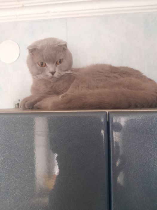 Породистая кошечка