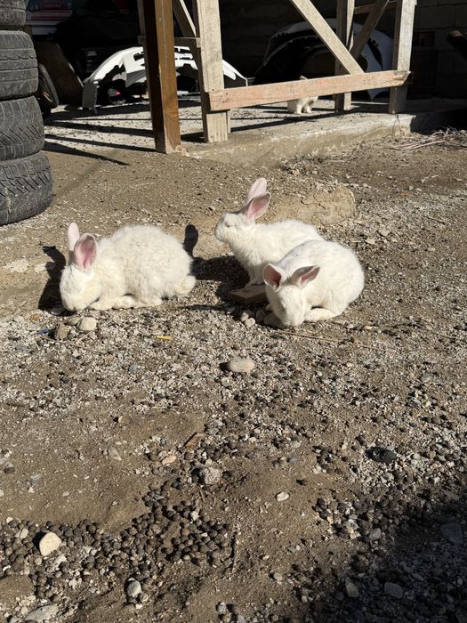 Кролик крольчата