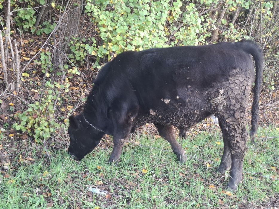 Vând Vițel, Rasă Angus