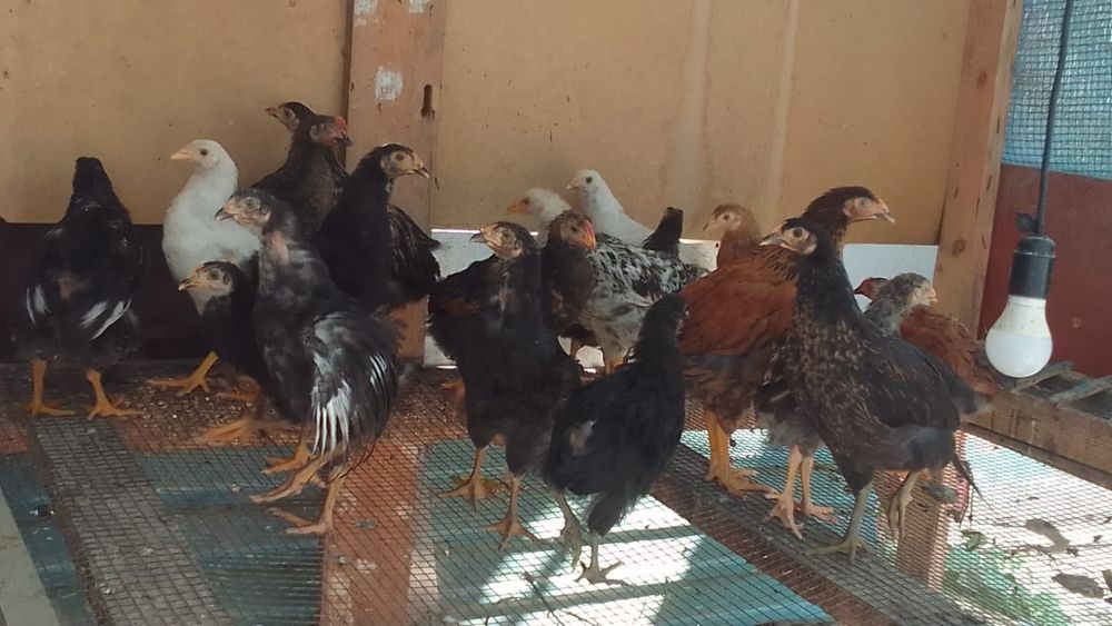 Продам домашних цыплят