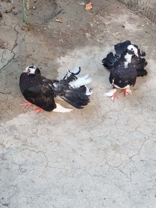 Kabutar pavling zotli