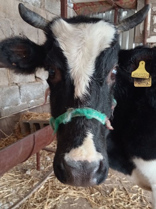 Екі сыйыр сатылады