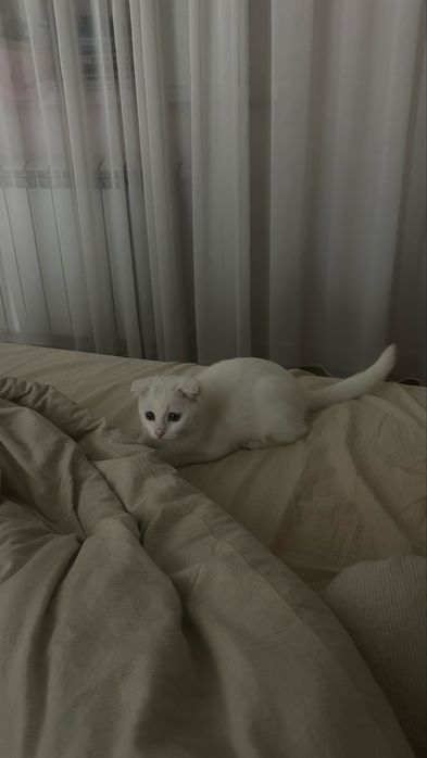 Кот веслаухий шотландский