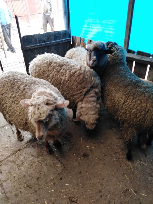 De vanzare 4 oi pentru sacrificat