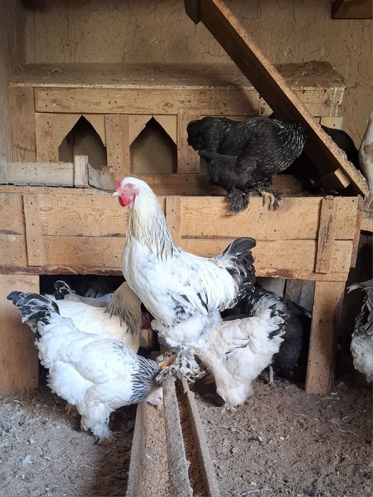 Brama tovuq va xo'roz