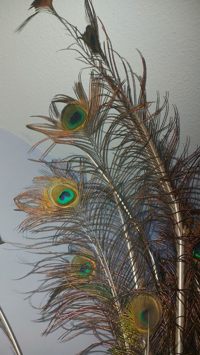 Перья Павлина настоящие