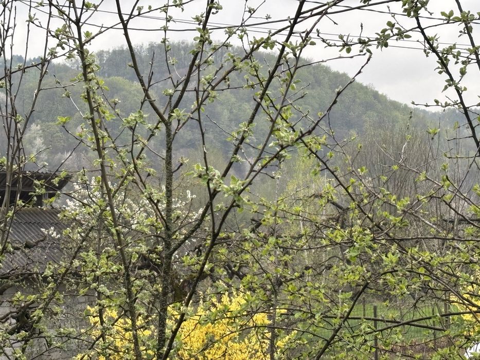 Vand casa si teren in Rau alb