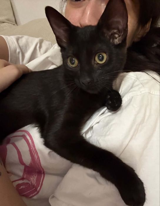 Motanei pentru adoptie
