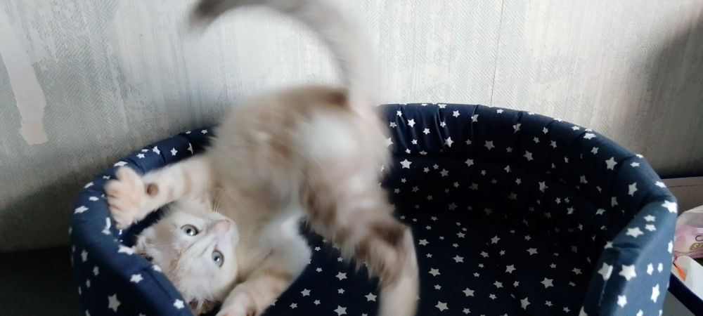 Отдам в добрые руки котёнка