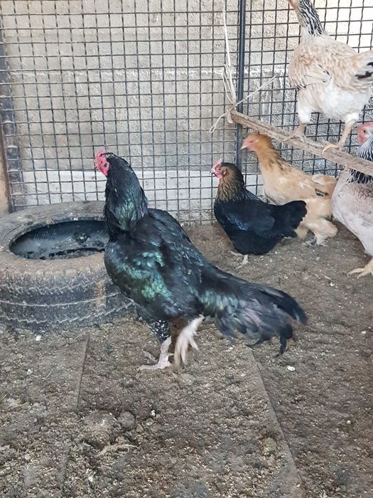 Петух  прадаётся