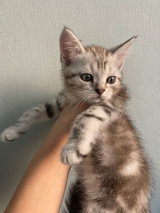 Продается шотландец мальчик 3мес