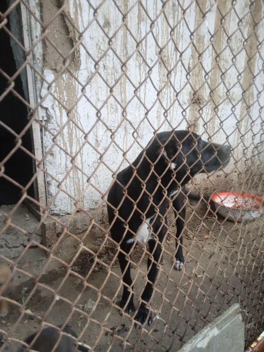 Pitbull it urgochi sotiladi