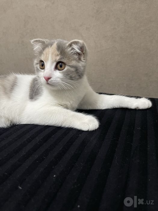 Продается кошка породистая